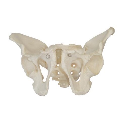 XC-123 Adult Male Pelvis
