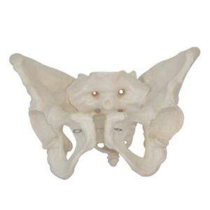 XC-124 Adult Female Pelvis