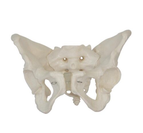 XC-124 Adult Female Pelvis
