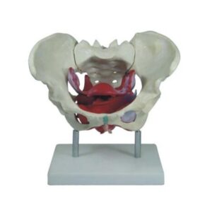 XC-125 Female Pelvic Muscles and Organs