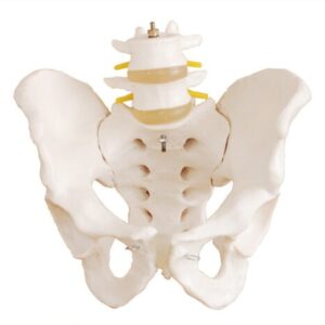 XC-128 Life-Size Pelvis with 2pcs Lumbar Vertebrae