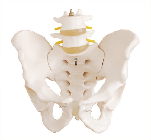 XC-128 Life-Size Pelvis with 2pcs Lumbar Vertebrae