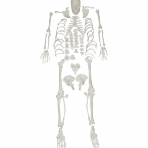 XC-130 Disarticulated Skeleton with Skull