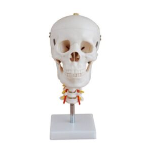 XC-135 Skull with Cervical Spine