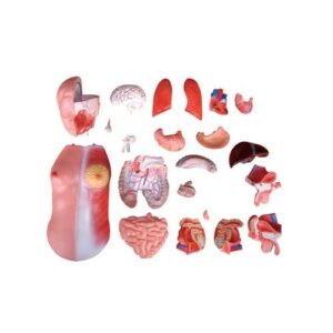 XC-205 45CM Unisex Torso 23 Parts