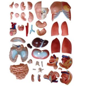 XC-208 85CM Unisex Torso 40 Parts