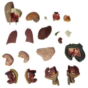 XC-209 55CM Unisex Torso 20 Parts