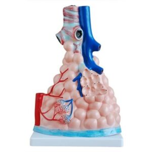 XC-302 Magnified Pulmonary Alveoli Model