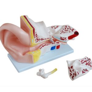 XC-303A Giant Ear Model