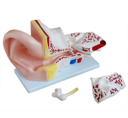 XC-303A Giant Ear Model