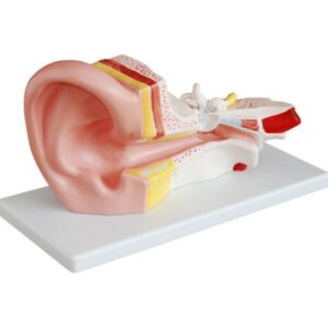 XC-303B Middle Ear Model