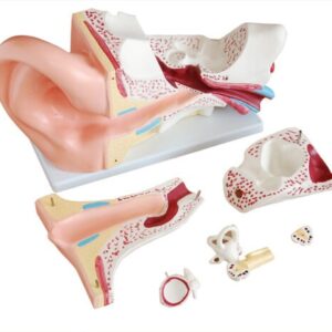 XC-303C New Style Giant Ear Model
