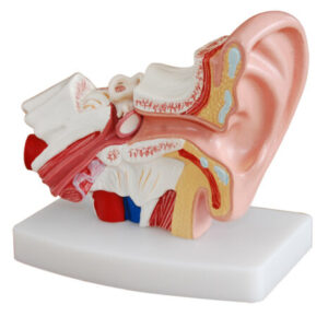 XC-303D Desktop Ear Model