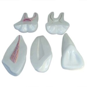 XC-305 Expansion Model of Human Teeth