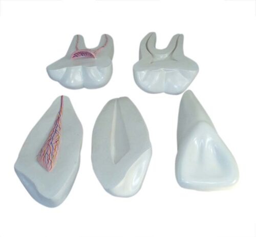 XC-305 Expansion Model of Human Teeth