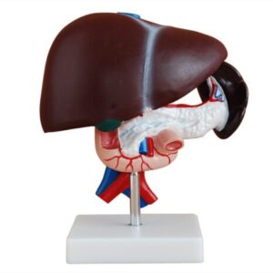 XC-311 Liver, Pancreas and Duodenum Model