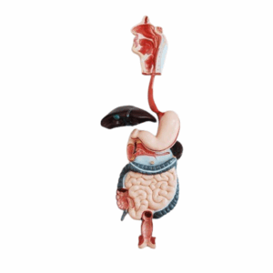 XC-315 Digestive System