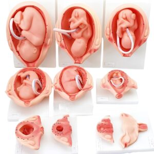 The Development Process for Fetus