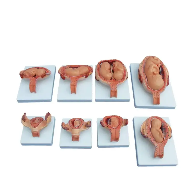 The Development Process for Fetus (Half-Size)