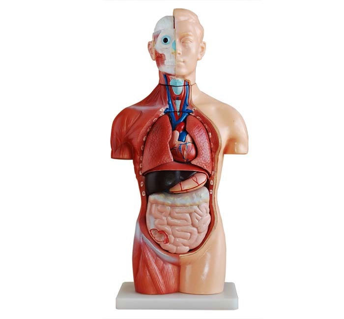 XC-207 42CM Sexless Torso 18 Parts - Image 2