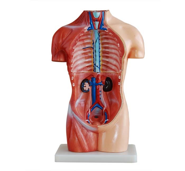 XC-207 42CM Sexless Torso 18 Parts - Image 3