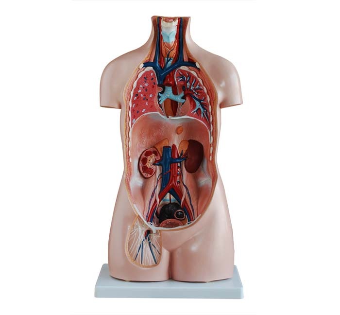 XC-206 85CM Sexless Torso 20 Parts - Image 2
