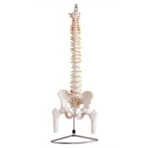 xc-105 life-size vertebral column with pelvis and femur heads