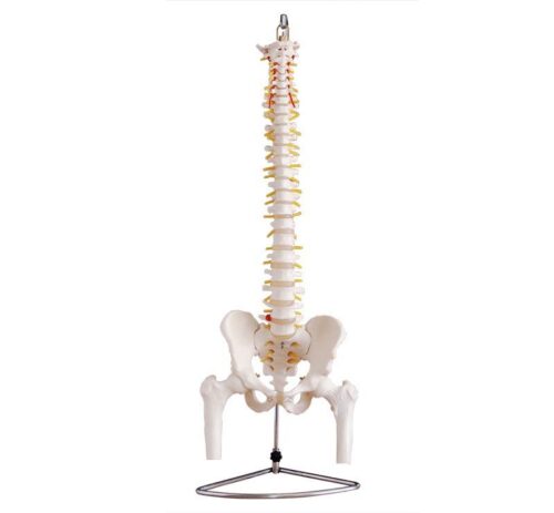 xc-105 life-size vertebral column with pelvis and femur heads