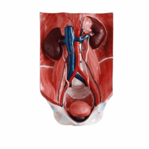 Urinary System Model