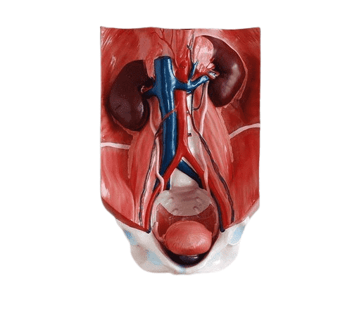 Urinary System Model