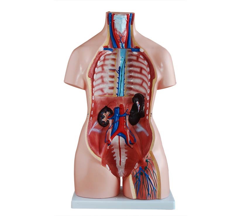 XC-208 85CM Unisex Torso 40 Parts - Image 2