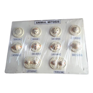 Animal Mitosis Model On Board